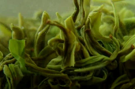 雁荡毛峰与毛尖的区别