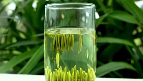 雁荡早茶是什么茶？