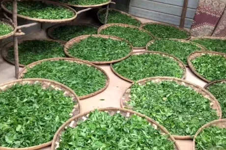 云南普洱茶的生产工艺