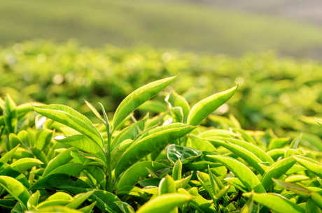 夏天喝红茶或绿茶