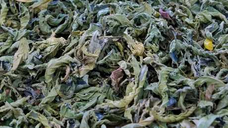 鹧鸪茶怎么喝？