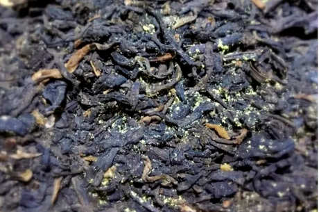 茶叶会发霉吗？