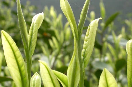 安吉白茶保质期