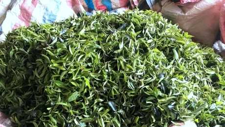 桂林出什么茶？