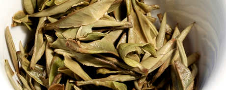 一夜之间能喝福鼎白茶吗？
