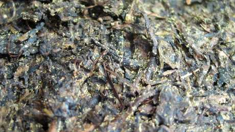 怎样辨别红茶的真假？