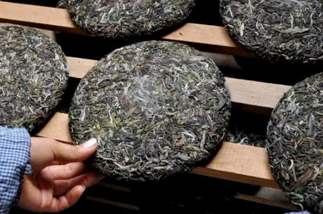 普洱茶属于什么茶种？