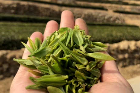 绿茶有几种