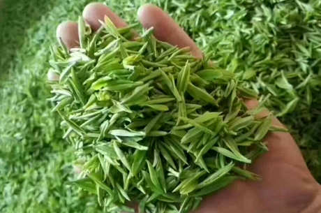 庐山云雾茶产地