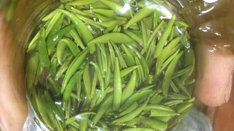什么茶属于清茶？