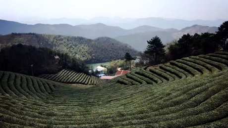 茶起源于哪个国家