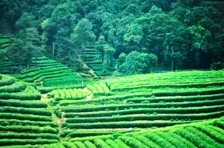 茶起源于哪个国家