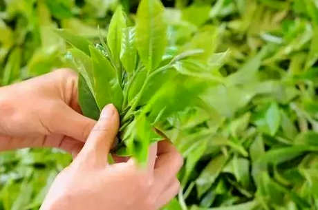茶叶分类的依据是什么？