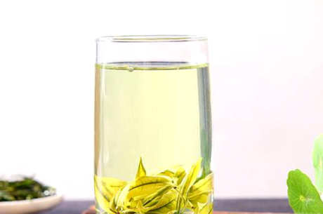 福鼎白茶和安吉白茶的区别
