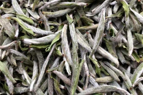 四级福鼎白茶