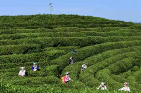 湖南坡茶是什么茶？