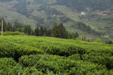 湖南坡茶是什么茶？