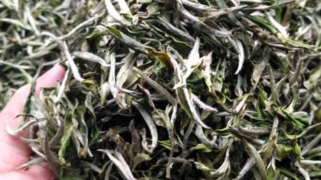 福鼎白茶属于什么茶？