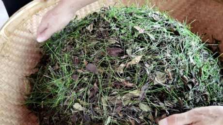 制作松针茶的方法