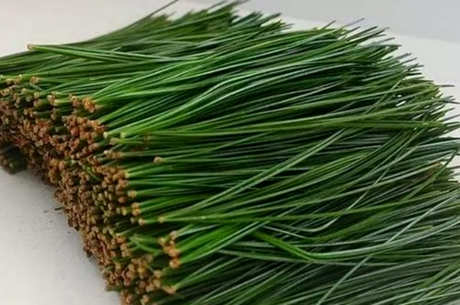 制作松针茶的方法