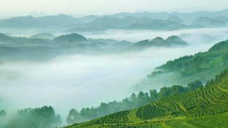易武茶的产地在哪里？