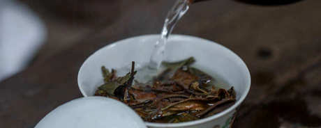 什么样的茶属于白茶？