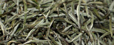 哪里是最好的白茶产地？