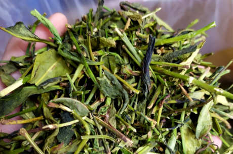 鸭屎香是什么茶功效？