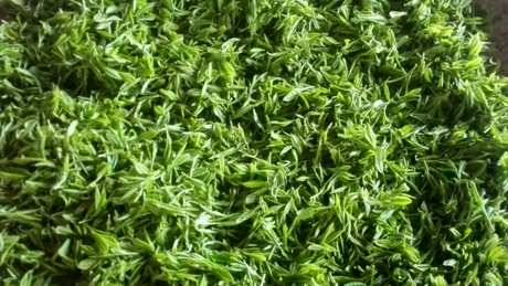 小兰花茶属于什么茶？