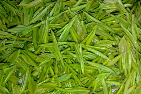 在哪里生产安吉白茶？