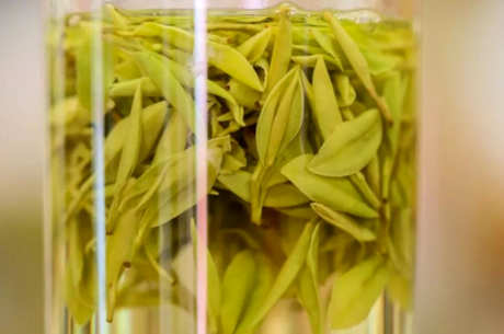在哪里生产安吉白茶？