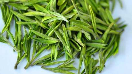 安吉白茶属于什么茶？