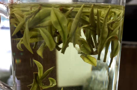 安吉白茶属于什么茶？