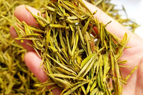 安吉白茶属于什么茶？