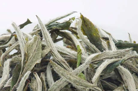 福鼎白茶是发酵茶吗？