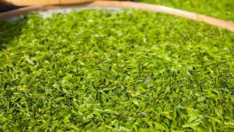 代表茶的茶叶分类和六种茶的代表茶