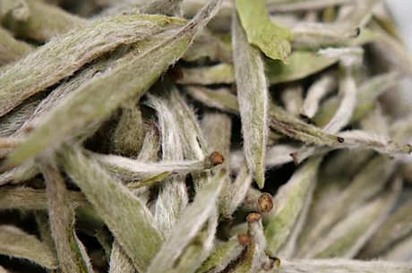 代表茶的茶叶分类和六种茶的代表茶