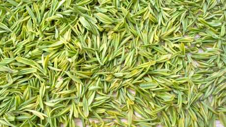 安吉白茶属于什么茶？