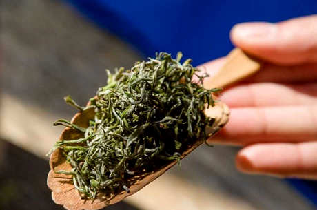 崂山绿茶的功效和作用，9大养生效果促进健康