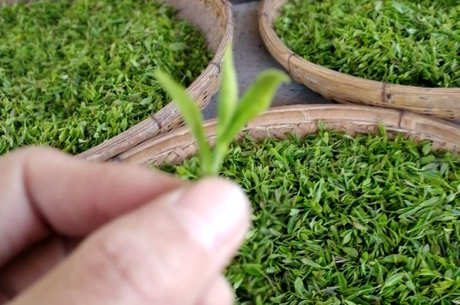 崂山绿茶的功效和作用，9大养生效果促进健康