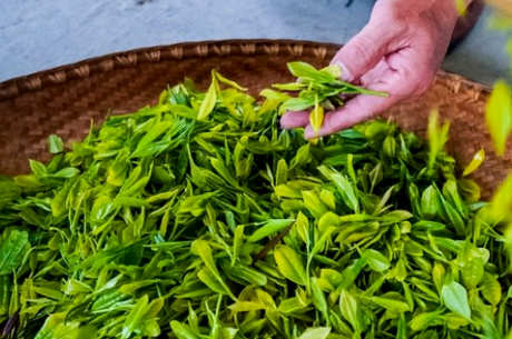 如何炒新摘的茶
