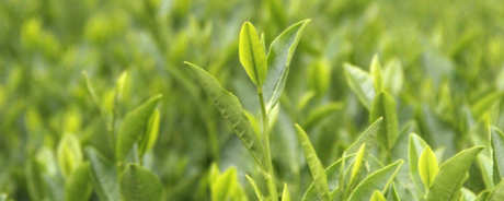 龙井茶是红茶还是绿茶