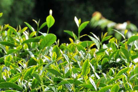 翠峰茶是什么茶？