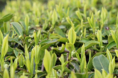 翠峰茶是什么茶？