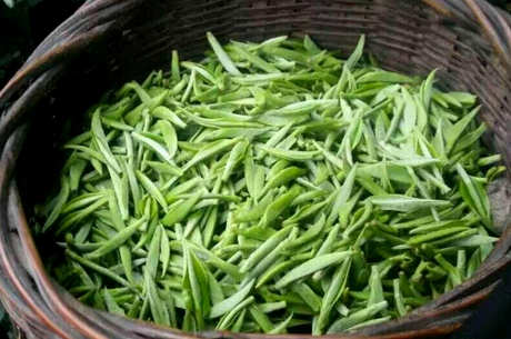 谁不能喝雀舌茶？