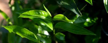 制作柳叶茶的方法
