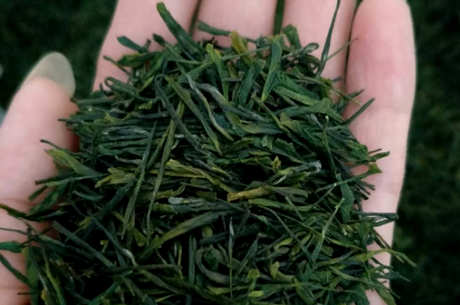 绿茶的保质期是多长