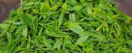 什么茶是太湖碧螺春？
