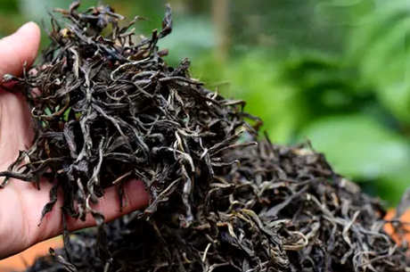 云南名茶普洱茶属于什么茶？