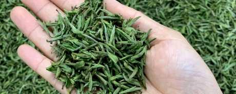 黄山毛峰是黄茶吗？